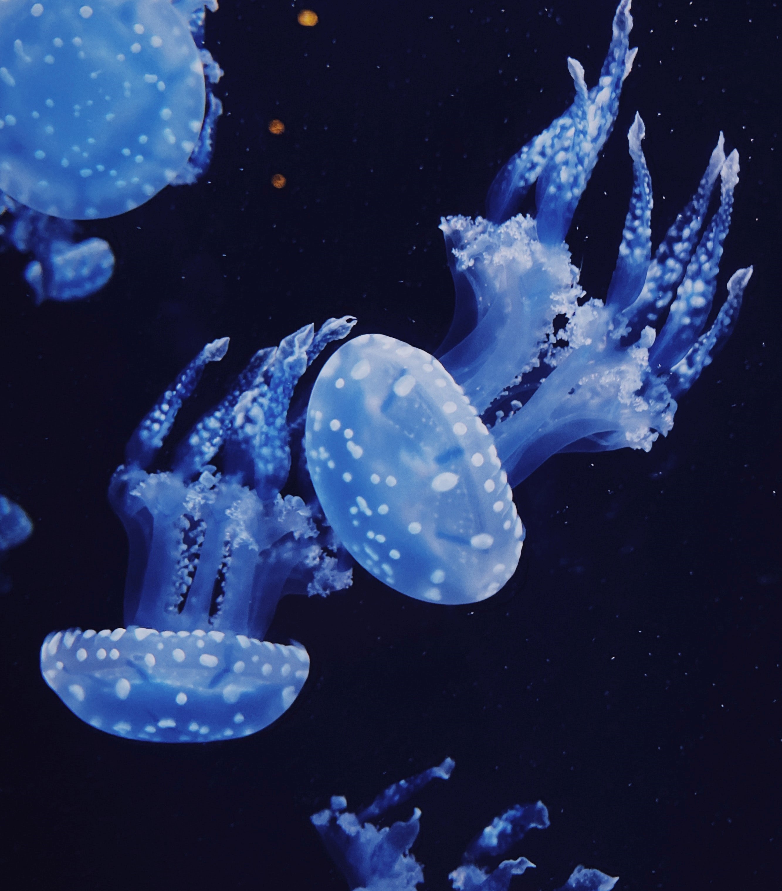jellyfish